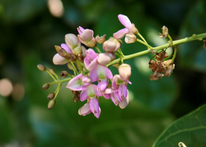 North Queensland Plants Fabaceae